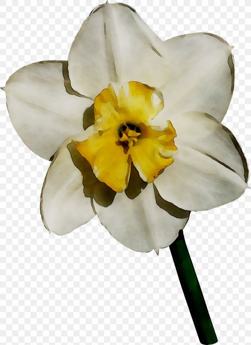 Yellow Narcissus Moth Orchids, PNG, 1153x1587px, Yellow, Amaryllis Family, Flower, Flowering Plant, Lily Family Download Free