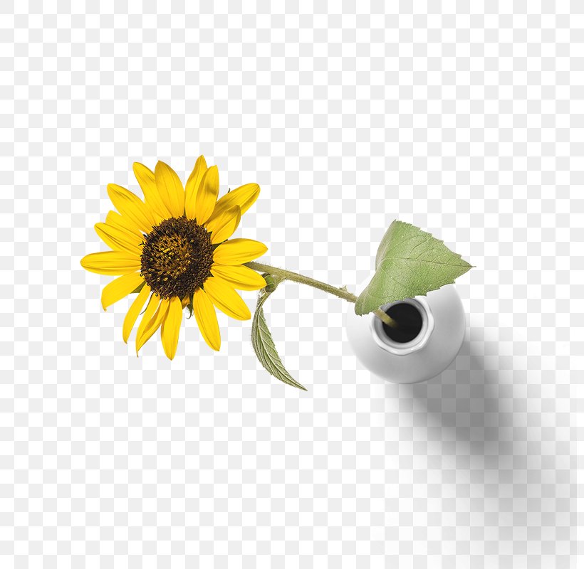 Common Sunflower Yellow, PNG, 800x800px, Common Sunflower, Daisy, Daisy Family, Flower, Flowering Plant Download Free
