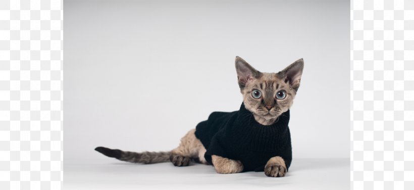 Kitten Whiskers Devon Rex Rex Rabbit Cornish Rex, PNG, 872x402px, Kitten, Can Stock Photo, Carnivoran, Cat, Cat Like Mammal Download Free