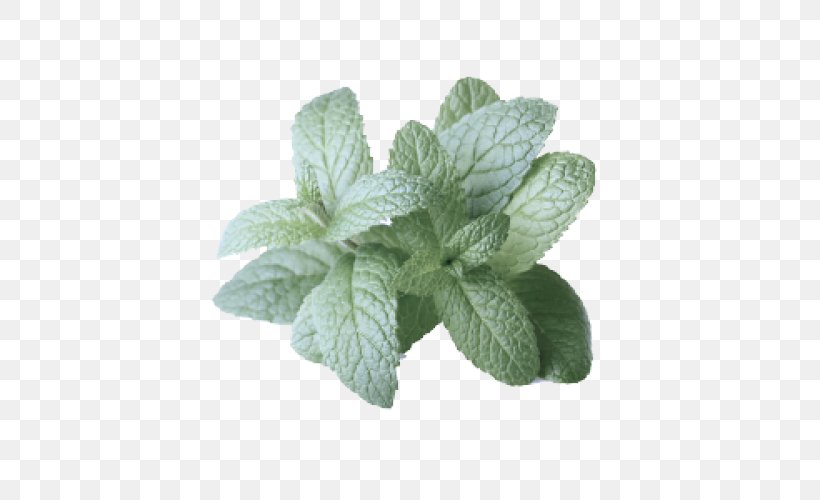 Leaf Plant Flower Herb Mint, PNG, 500x500px, Leaf, Flower, Herb, Mint, Peppermint Download Free