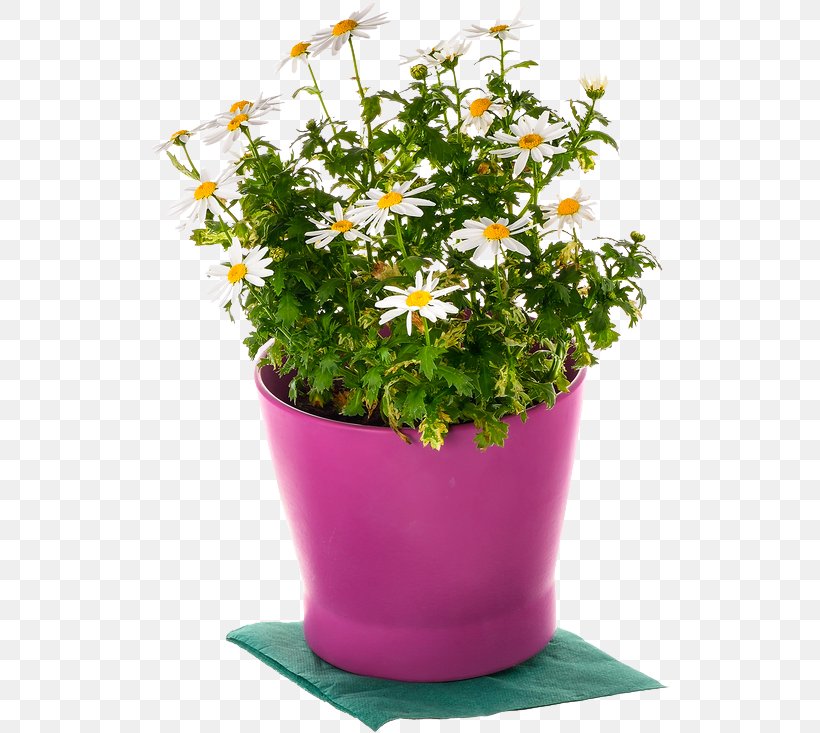 Marguerite Daisy Cut Flowers Annual Plant Plants, PNG, 520x733px, Marguerite Daisy, Annual Plant, Argyranthemum, Autumn, Cut Flowers Download Free