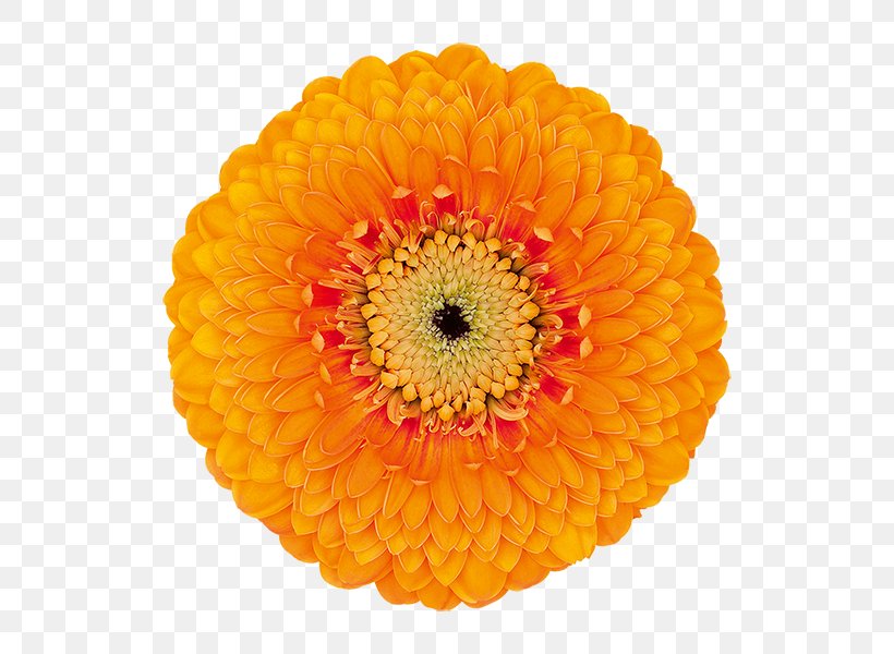 Transvaal Daisy Cut Flowers Chrysanthemum Orange, PNG, 600x600px, Transvaal Daisy, Blue, Calendula, Chrysanthemum, Chrysanths Download Free