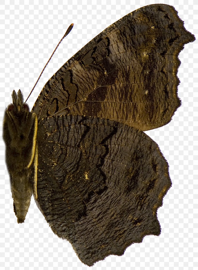 Brush-footed Butterflies Moth Butterfly, PNG, 1368x1857px, Brushfooted Butterflies, Arthropod, Brush Footed Butterfly, Butterfly, Insect Download Free