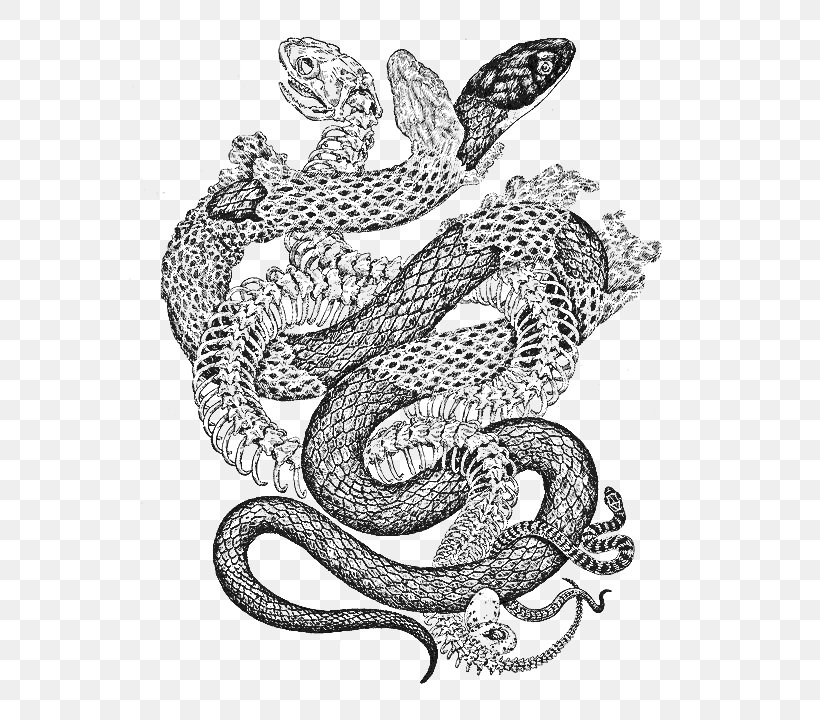Book Illustration, PNG, 564x720px, Snakes, Art, Artist, Cobra, Coloring Book Download Free
