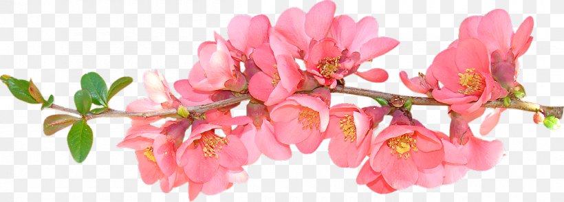 Flower Spring Free Content Clip Art, PNG, 1200x431px, Flower, Artificial Flower, Azalea, Blossom, Branch Download Free