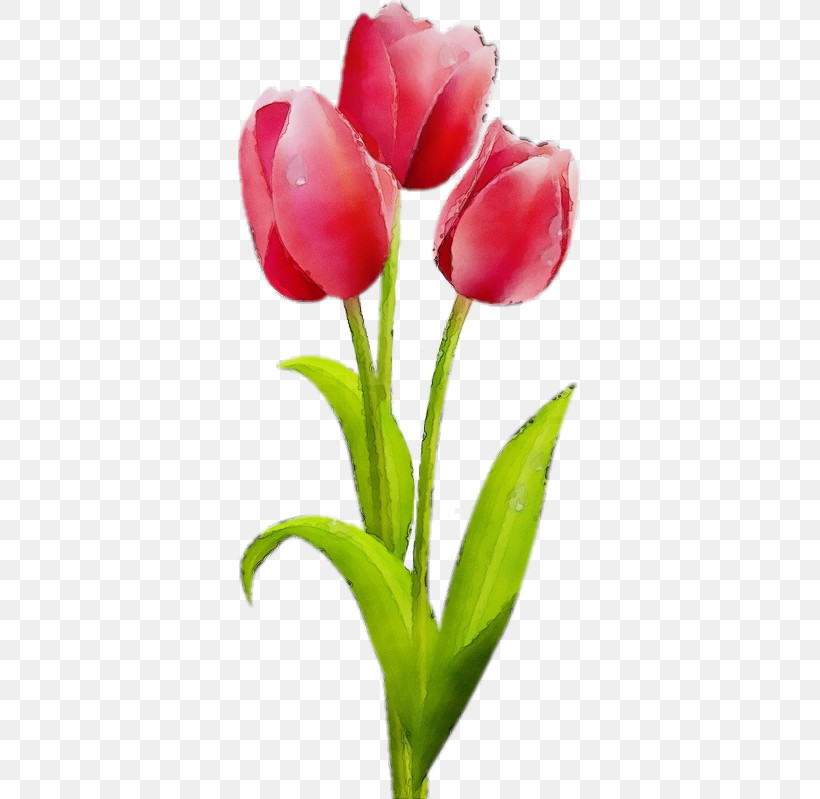 Flower Tulip Plant Petal Tulipa Humilis, PNG, 343x799px, Watercolor, Bud, Closeup, Cut Flowers, Flower Download Free