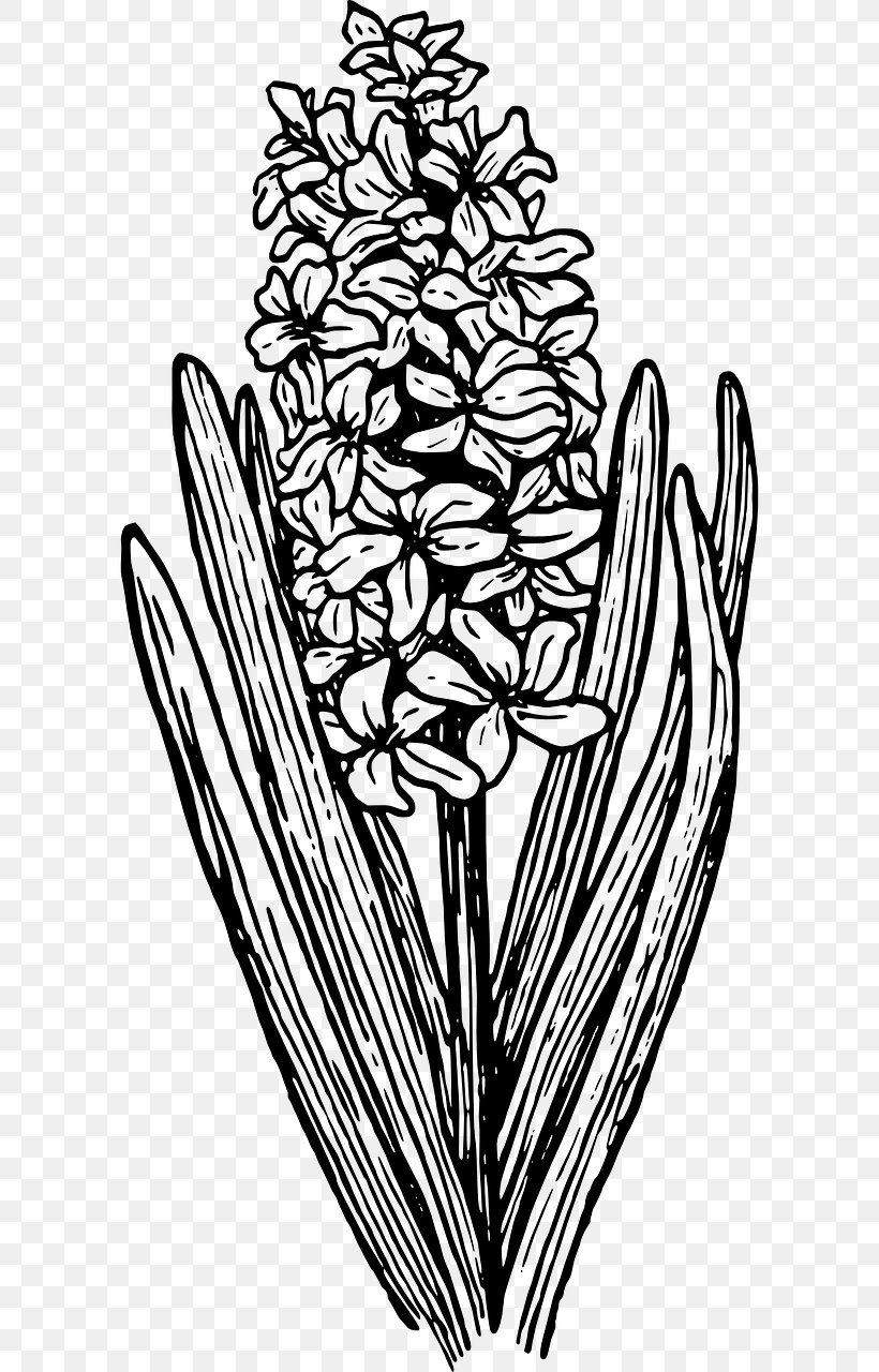 Hyacinth Clip Art, PNG, 640x1280px, Hyacinth, Art, Artwork, Black And White, Branch Download Free