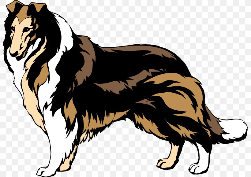 Rough Collie Border Collie Smooth Collie Bearded Collie Clip Art, PNG, 800x579px, Rough Collie, Bearded Collie, Border Collie, Carnivoran, Collie Download Free