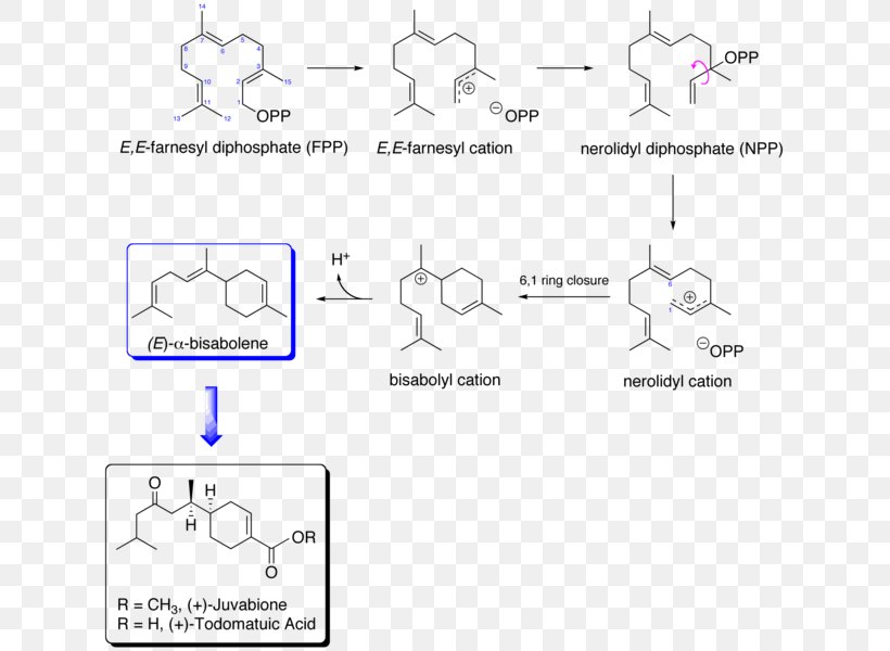 Biosynthesis Mevalonic Acid Juvabione Mevalonate Pathway Ester, PNG, 631x600px, Biosynthesis, Abscisic Acid, Acid, Area, Auto Part Download Free