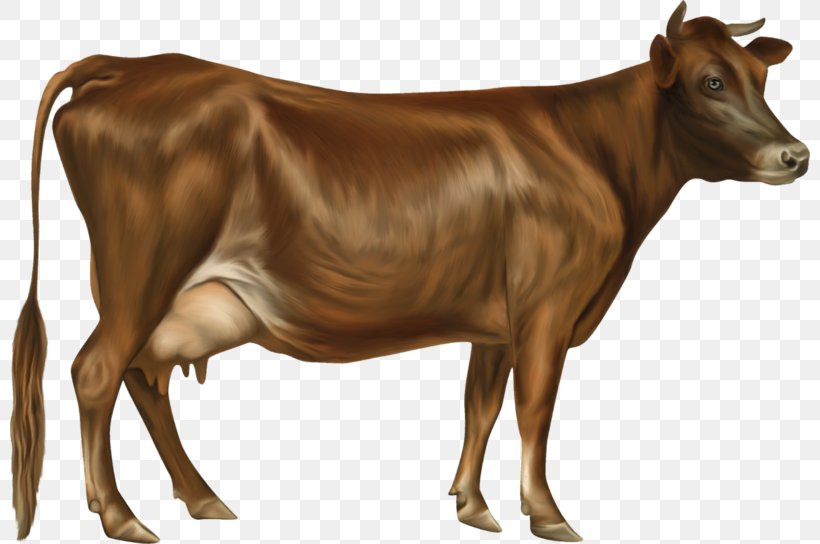 Jersey Cattle Holstein Friesian Cattle Guernsey Cattle Ayrshire Cattle, PNG, 800x544px, Jersey Cattle, Ayrshire Cattle, Bull, Calf, Cattle Download Free