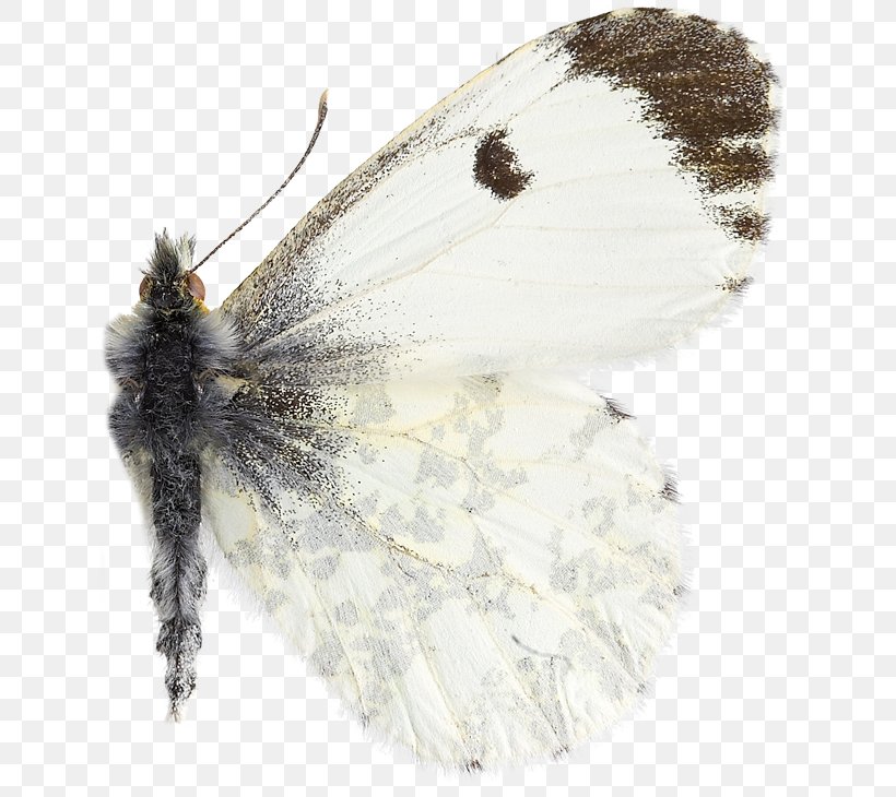 Orange-tip Pieridae Insect Species Artsdatabanken, PNG, 641x730px, Orangetip, Animal, Anthocharis, Arthropod, Artsdatabanken Download Free