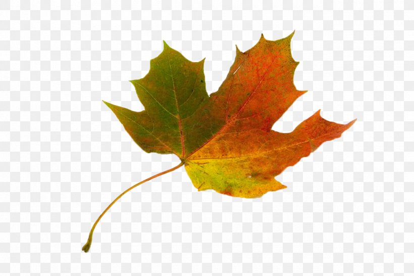 Red Maple Acer Circinatum Sycamore Maple Autumn Leaf Color, PNG, 1280x853px, Red Maple, Acer Circinatum, Autumn, Autumn Leaf Color, Color Download Free