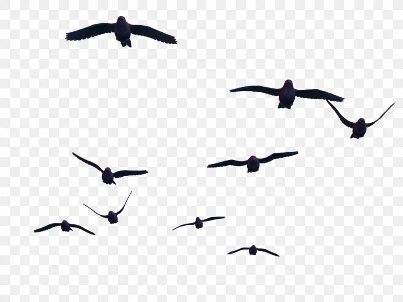 Bird Flight Bird Flight Clip Art, PNG, 1024x768px, Bird, Beak, Bird Migration, Columbidae, Document Download Free