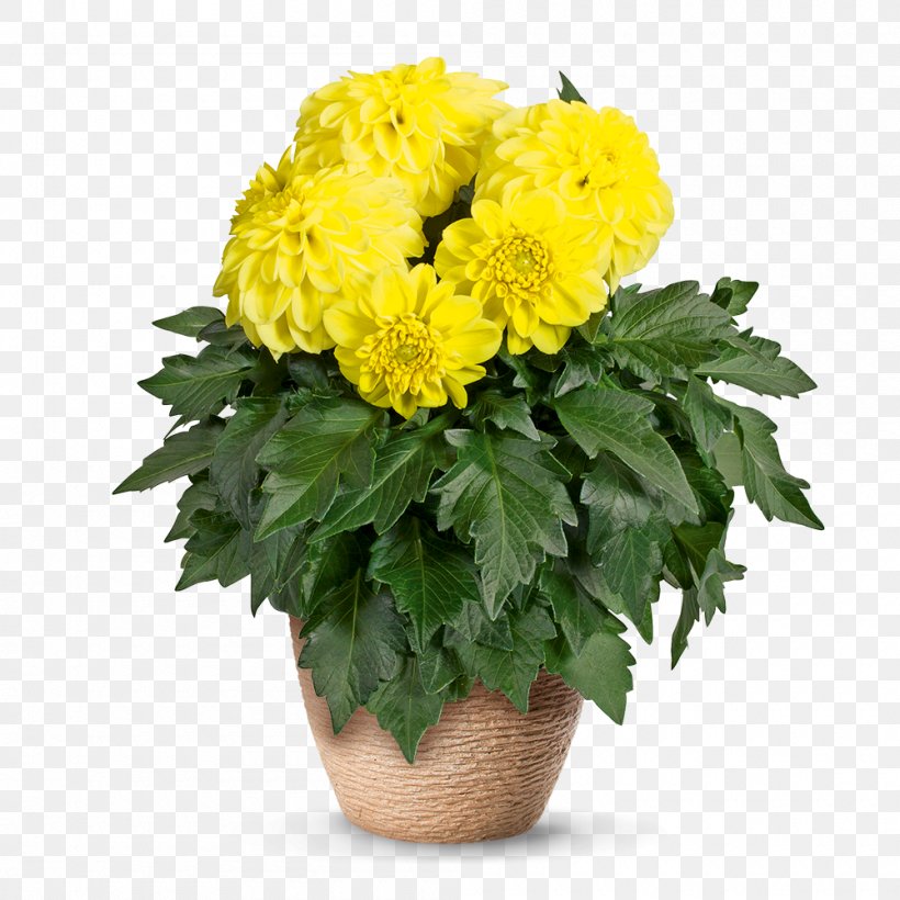 농업회사법인 (주)나라원예 Chrysanthemum Dahlia Cut Flowers Flowerpot, PNG, 1000x1000px, Chrysanthemum, African Daisies, Agriculture, Annual Plant, Business Download Free