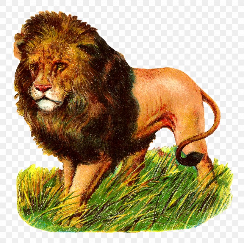 East African Lion Clip Art, PNG, 1600x1594px, East African Lion, Animal, Art, Big Cats, Carnivoran Download Free