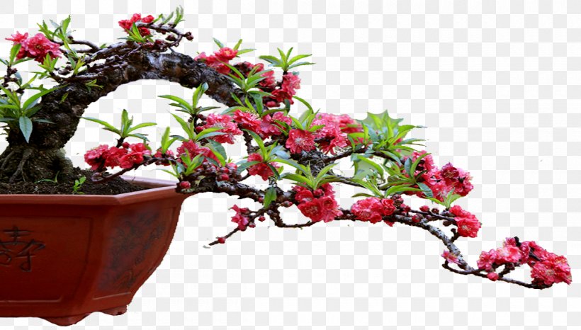Flowerpot Layue Month Calendar Flowering Plant, PNG, 1200x683px, Flowerpot, Arctostaphylos, Berry, Black, Bonsai Download Free