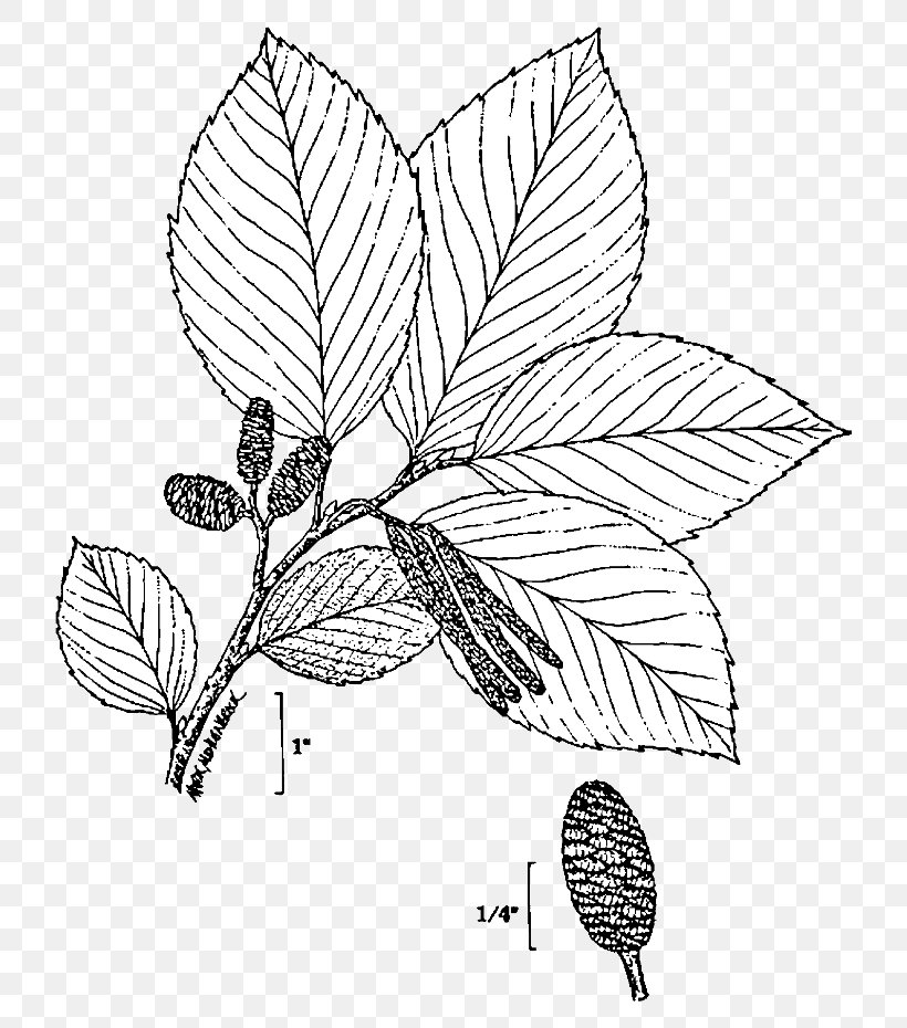 Grey Alder Black Alder White Alder Flowering Plant, PNG, 768x930px, Grey Alder, Alder, Area, Art, Betulaceae Download Free