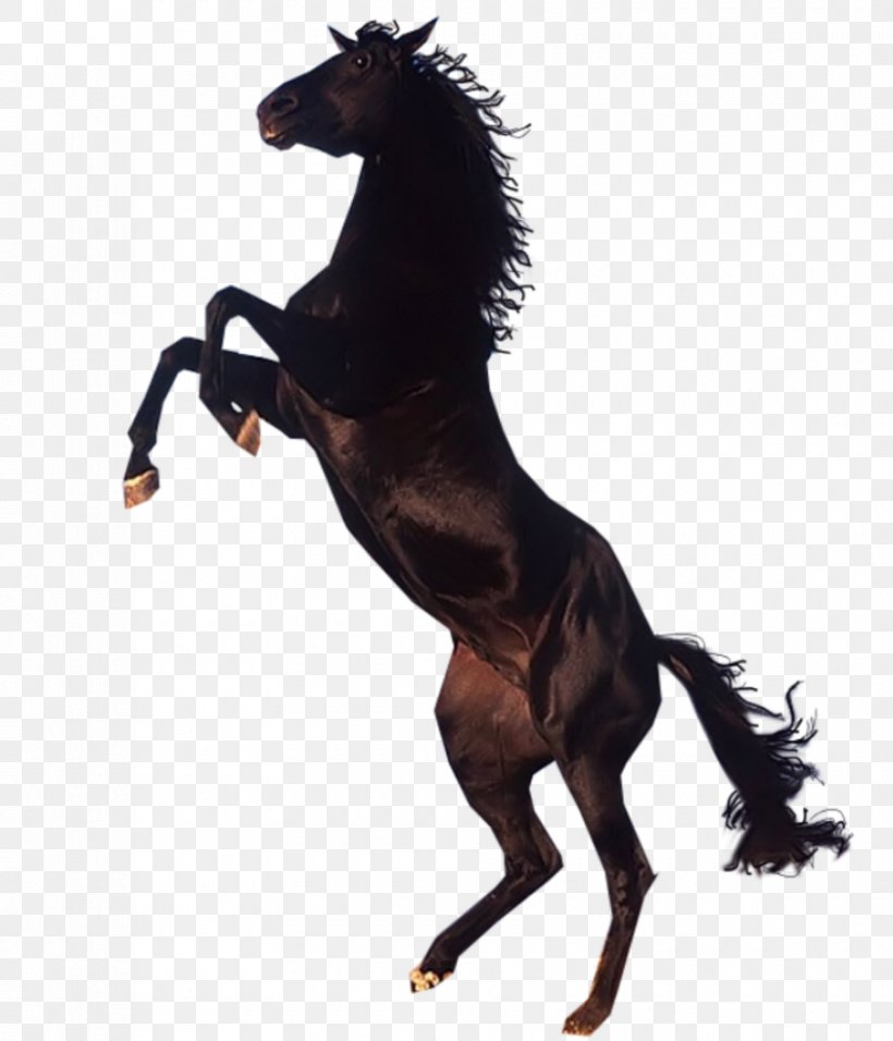 Mustang Pony Arabian Horse Lusitano Clip Art, PNG, 840x980px, Mustang, Animal Figure, Arabian Horse, Bay, Black Download Free