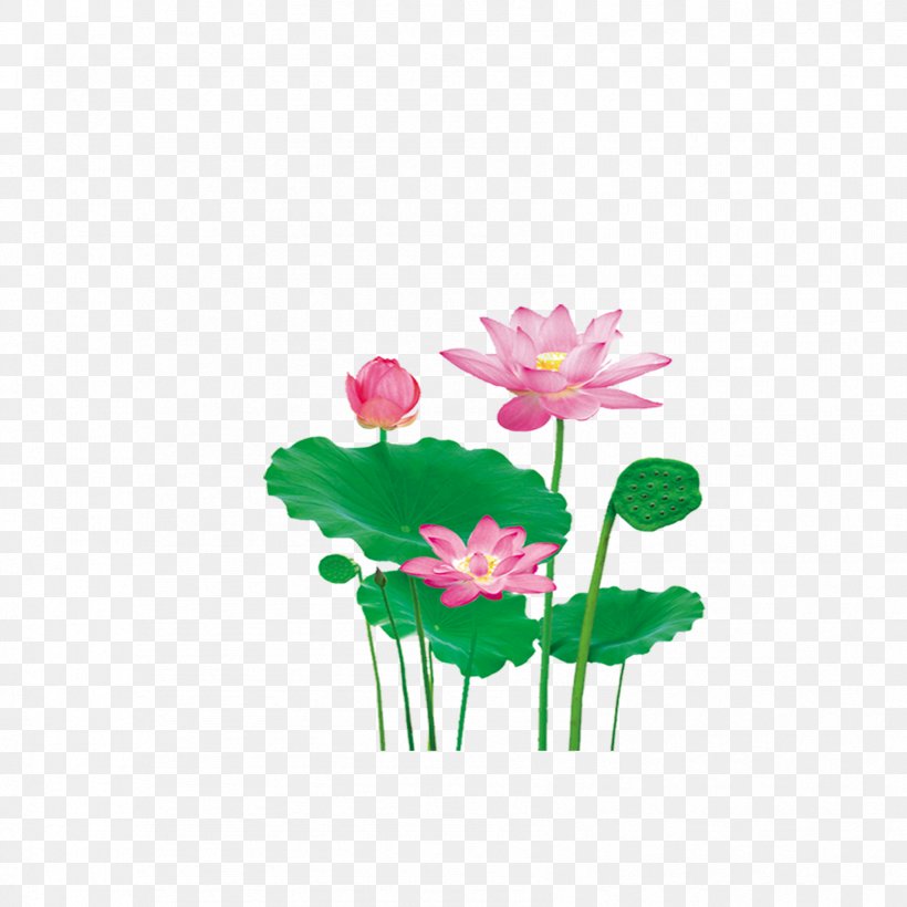 Nelumbo Nucifera Lotus Effect Leaf, PNG, 1701x1701px, Nelumbo Nucifera, Annual Plant, Aquatic Plant, Computer Software, Cut Flowers Download Free