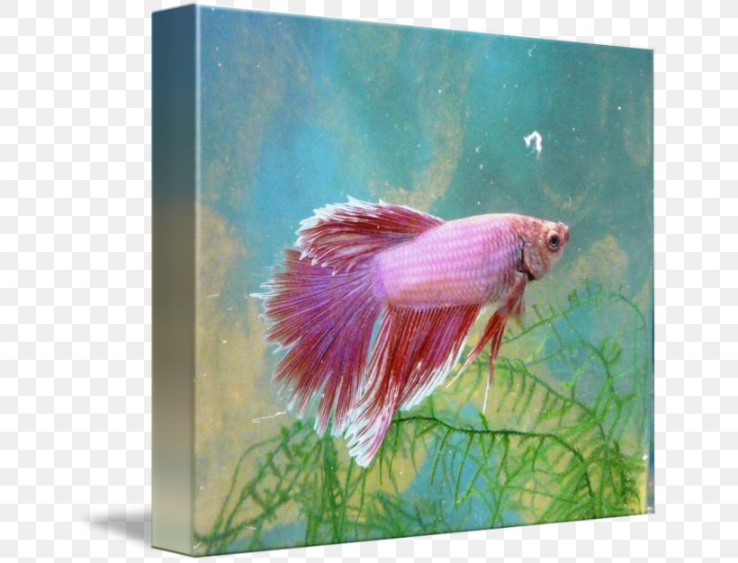 Siamese Fighting Fish Female Painting, PNG, 650x626px, Watercolor, Cartoon, Flower, Frame, Heart Download Free