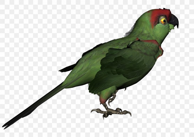 Bird Red-breasted Coua Macaw Parakeet Animal, PNG, 1280x905px, Bird, Animal, Beak, Birdlife International, Common Pet Parakeet Download Free
