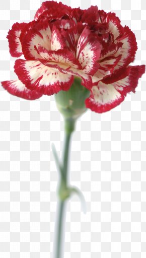 Design - Carnation Stock Photography PNG
