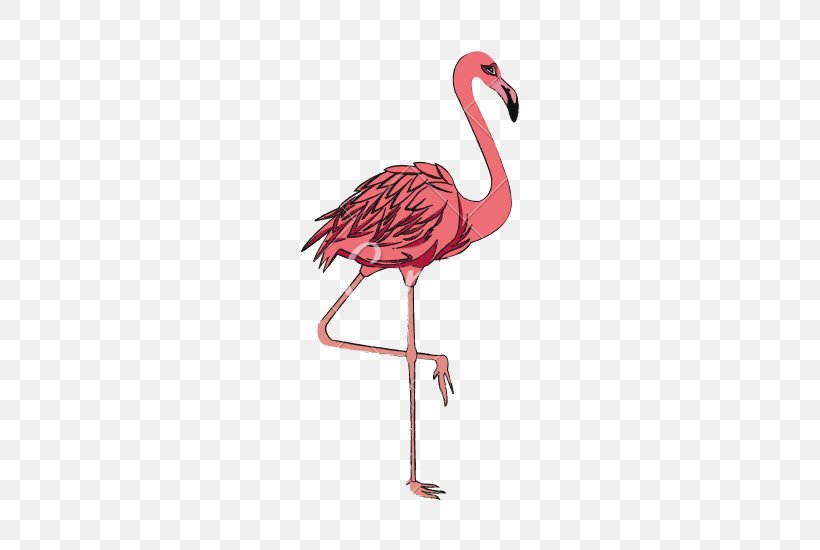 Flamingos Bird, PNG, 550x550px, Flamingos, Alamy, Beak, Bird, Drawing Download Free