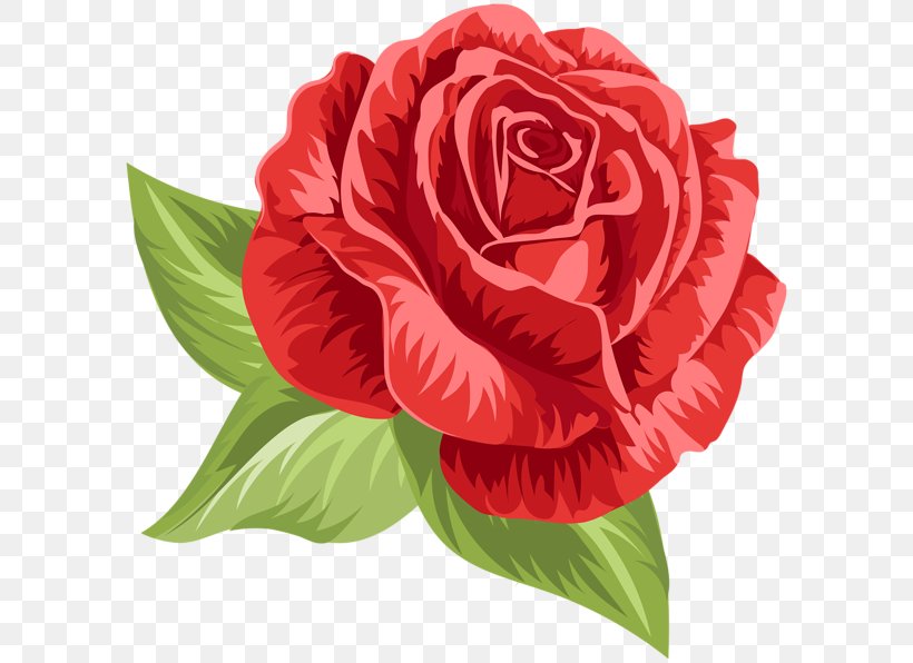 Garden Roses Cabbage Rose Floribunda Clip Art, PNG, 600x596px, Garden Roses, Annual Plant, Cabbage Rose, Cut Flowers, Floribunda Download Free