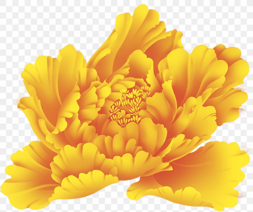Moutan Peony Yellow Clip Art, PNG, 1200x1005px, Moutan Peony, Calendula, Chrysanths, Computer Software, Daisy Family Download Free