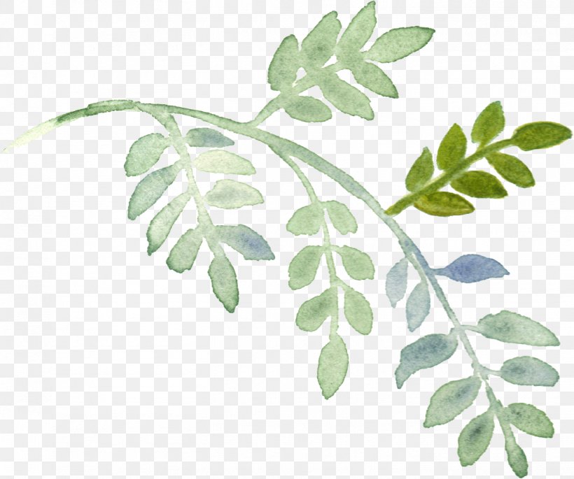 Plant Download Watercolor Painting, PNG, 1417x1185px, Plant, Branch ...