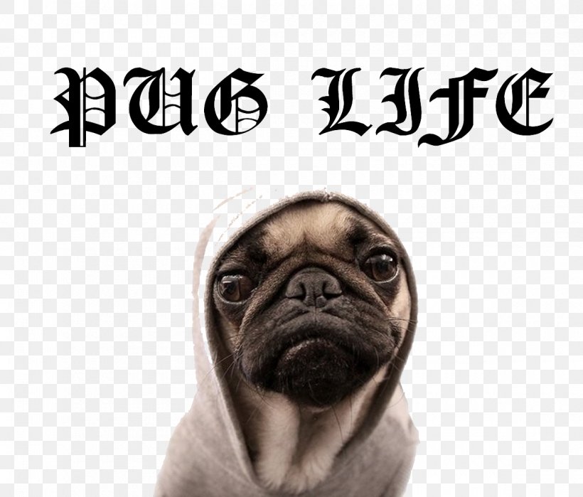 Puggle T-shirt Puppy Dog Breed, PNG, 1200x1024px, Pug, Animal, Brand, Carnivoran, Cuteness Download Free