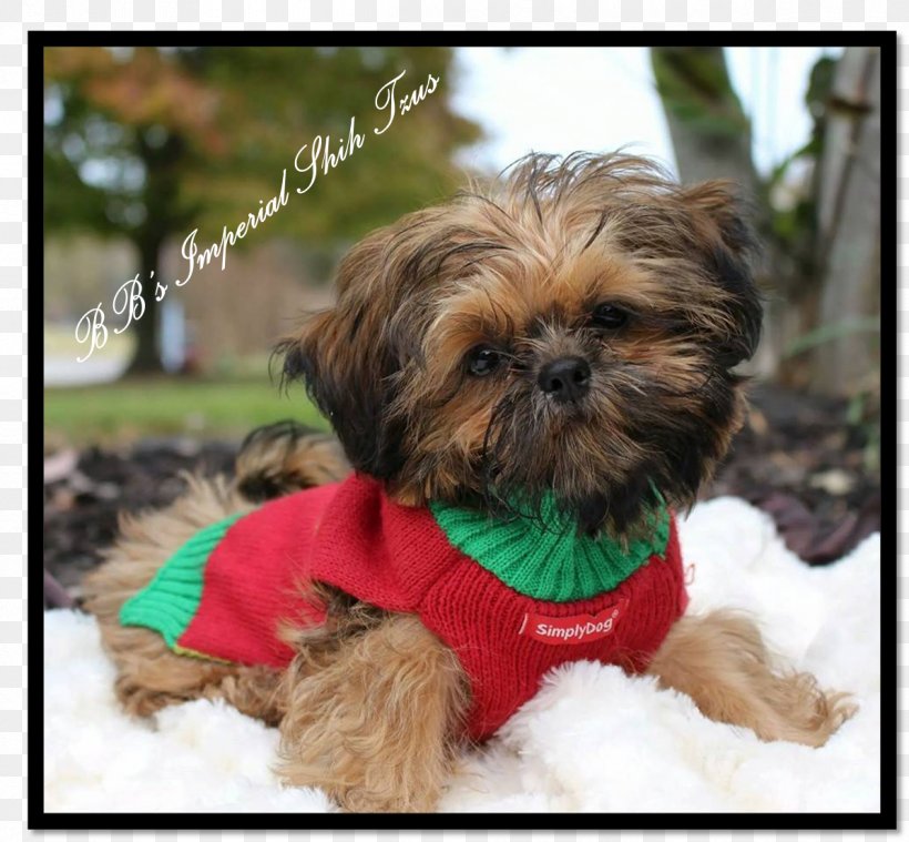 Shih Tzu Chinese Imperial Dog Griffon Bruxellois Affenpinscher Lhasa Apso, PNG, 1196x1108px, Shih Tzu, Affenpinscher, American Kennel Club, Canadian Kennel Club, Carnivoran Download Free