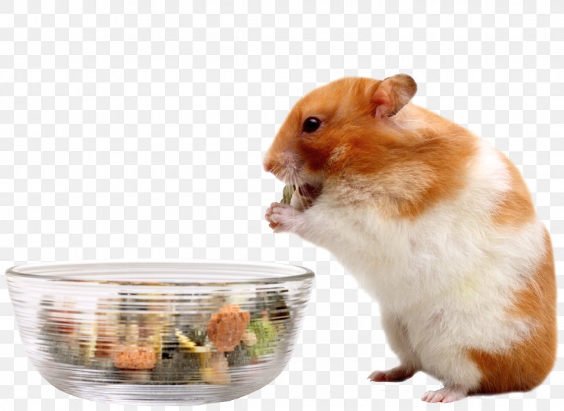 Your Hamster Mouse Eating Food, PNG, 2245x1639px, Hamster, Cage, Cheese, Diet, Dried Fruit Download Free