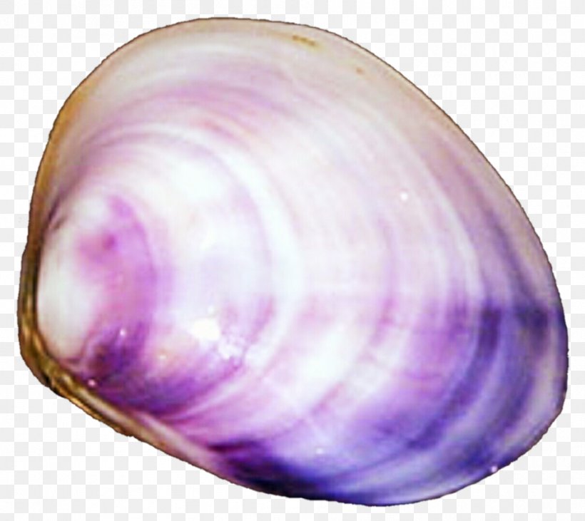 Baltic Macoma Cockle Veneroida Tellins Clam, PNG, 946x844px, Baltic Macoma, Baltic Clam, Clam, Clams Oysters Mussels And Scallops, Cockle Download Free
