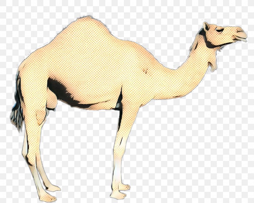Dromedary Bactrian Camel Terrestrial Animal Fauna Neck, PNG, 1280x1024px, Dromedary, Action Toy Figures, Animal, Animal Figure, Arabian Camel Download Free