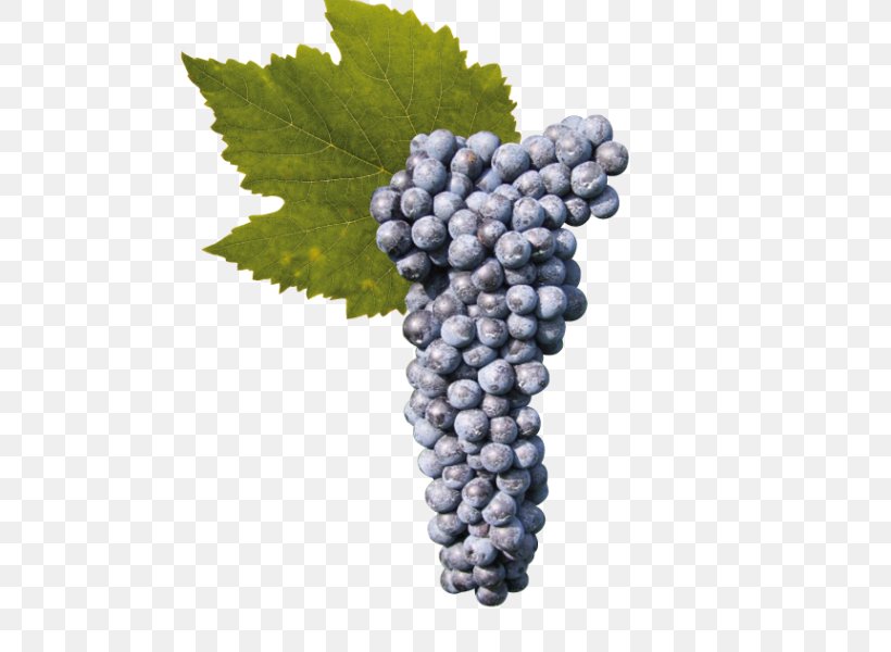 Grape Raboso Cabernet Sauvignon Wine Seedless Fruit, PNG, 600x600px, Grape, Bilberry, Cabernet Sauvignon, Common Grape Vine, Flowering Plant Download Free