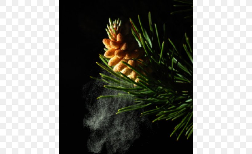 Pine Pollen Fir Conifer Cone, PNG, 500x500px, Pine, Branch, Cell Wall, Conifer, Conifer Cone Download Free