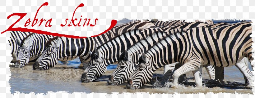 Quagga Horses Zorse Zebra, PNG, 1011x390px, Quagga, Animal, Cape Mountain Zebra, Fauna, Horse Download Free