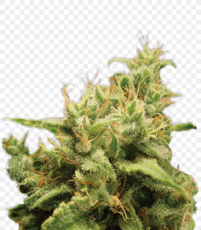 Cannabis Cup Seed Bank Cannabis Sativa, PNG, 1401x1600px, Cannabis Cup, Cannabidiol, Cannabis, Cannabis Sativa, Haze Download Free