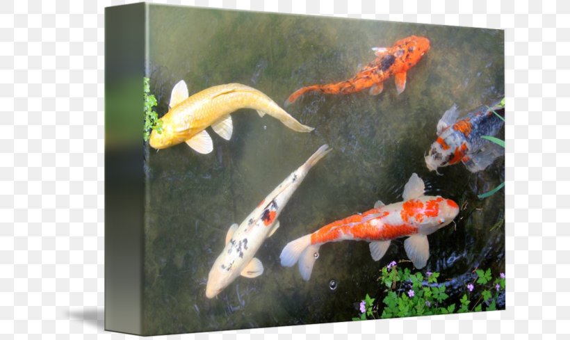 Koi Goldfish Fish Pond Feeder Fish Gallery Wrap, PNG, 650x489px, Koi, Art, Canvas, Fauna, Feeder Fish Download Free