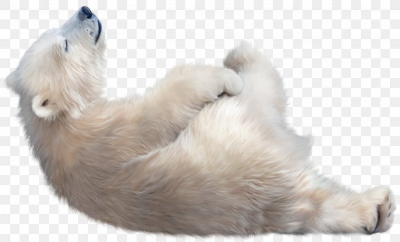 The Polar Bear Arctic Dog, PNG, 2461x1492px, Polar Bear, Animal, Arctic, Bear, Bears Download Free