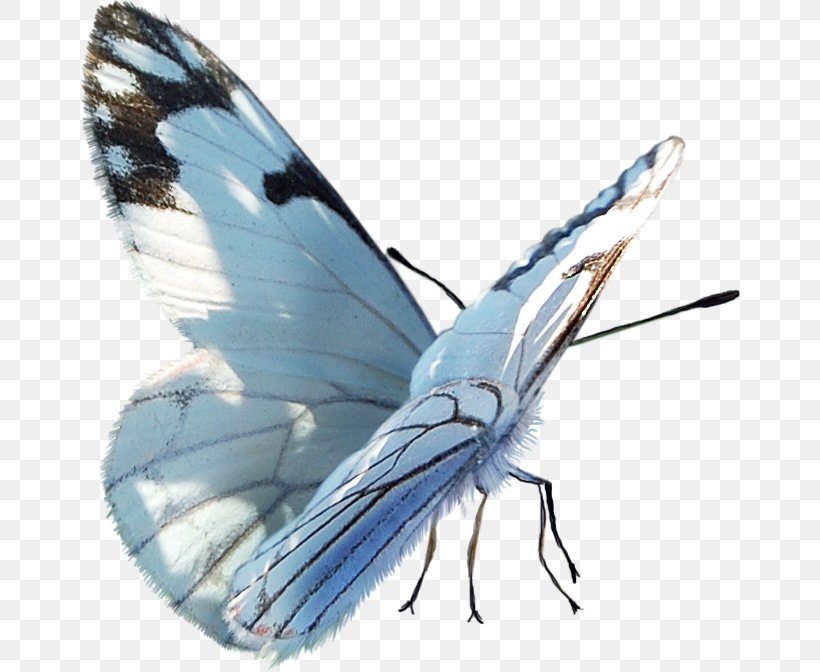 Butterfly PaintShop Pro Clip Art, PNG, 660x672px, Butterfly, Arthropod, Bombycidae, Butterflies And Moths, Computer Software Download Free