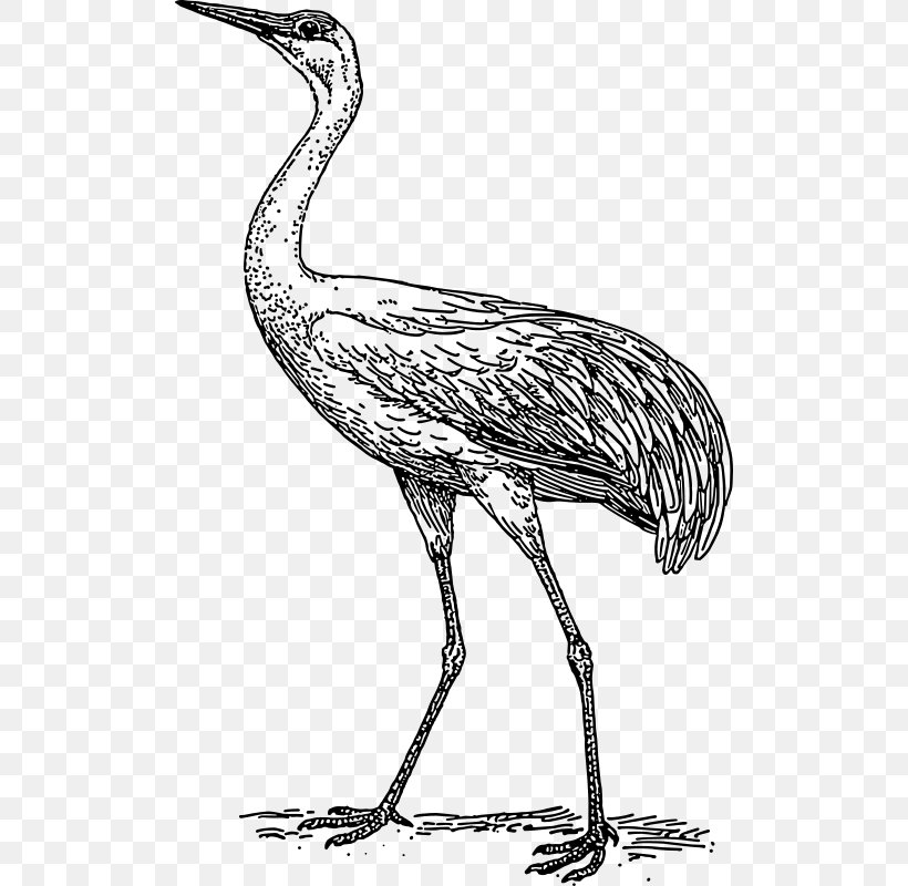 Crane Bird Drawing Clip Art, PNG, 504x800px, Crane, Artwork, Beak, Bird, Black And White Download Free