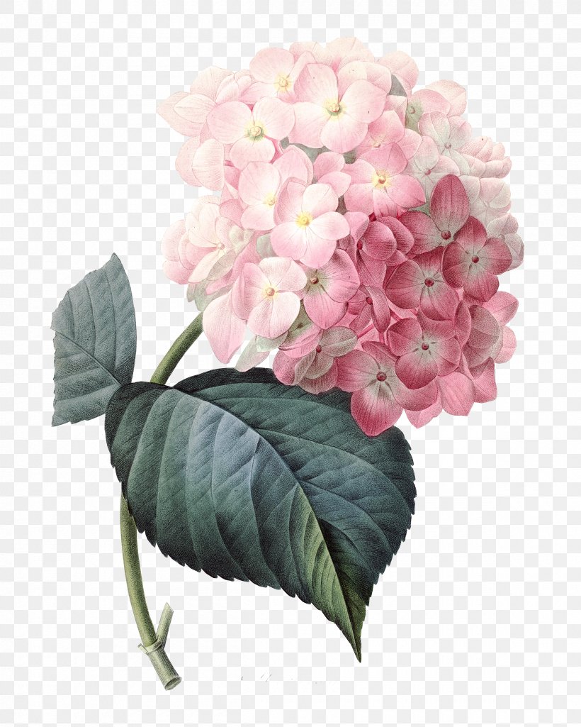 French Hydrangea Pink Flowers Clip Art, PNG, 2400x3000px, French Hydrangea, Art, Botanical Illustration, Cornales, Cut Flowers Download Free