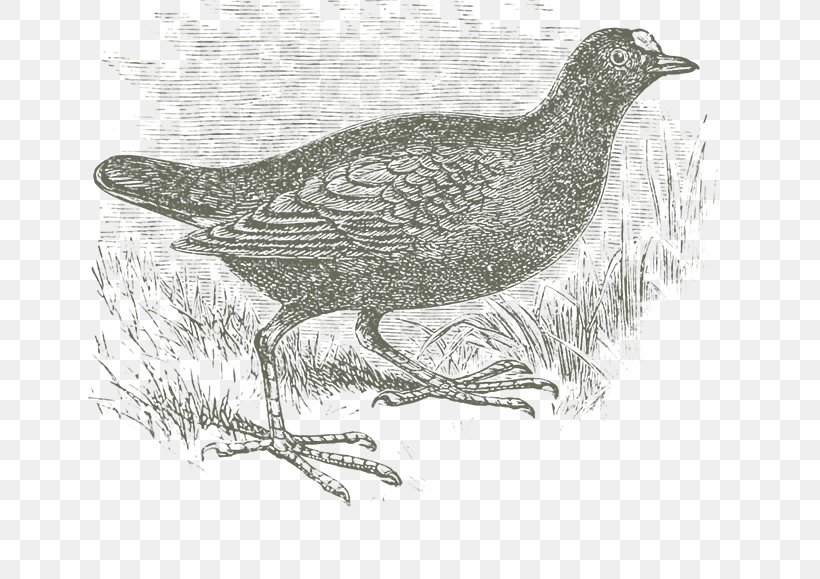 Grouse Lark Cygnini Goose Galliformes, PNG, 643x579px, Grouse, Anatidae, Beak, Bird, Cinclidae Download Free