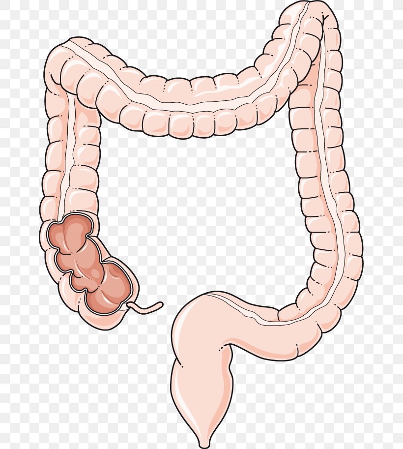 Large Intestine Gastrointestinal Tract Small Intestine Human Digestive System Clip Art, PNG, 661x913px, Watercolor, Cartoon, Flower, Frame, Heart Download Free