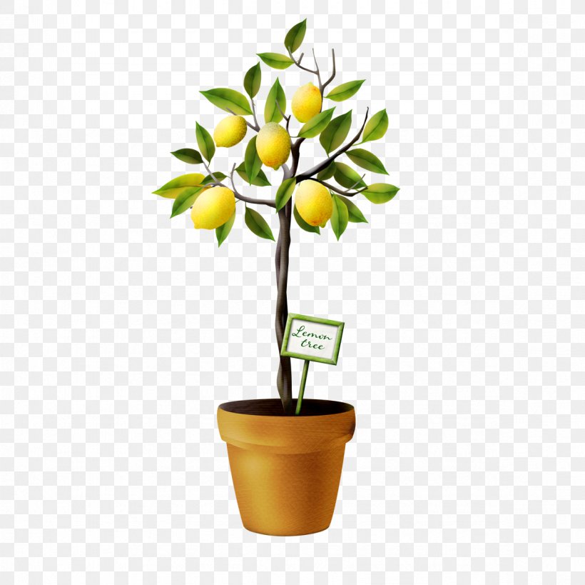 Lemon Tree Auglis, PNG, 1181x1181px, Lemon, Auglis, Drawing, Flower, Flowering Plant Download Free