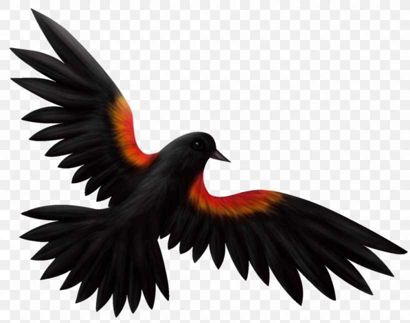 Red-winged Blackbird Drawing Illustration Common Blackbird, PNG, 1007x794px, Redwinged Blackbird, Agelaius, Art, Beak, Bird Download Free
