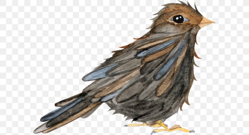 Beak Finch Feather, PNG, 600x446px, Beak, Bird, Fauna, Feather, Finch Download Free