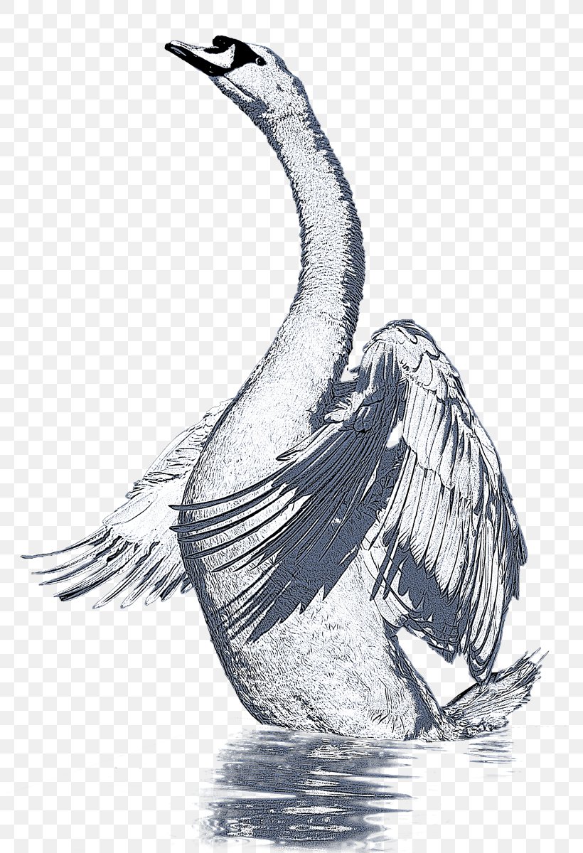 Duck Goose Cygnini Fowl Feather, PNG, 802x1200px, Duck, Beak, Bird, Black And White, Cygnini Download Free